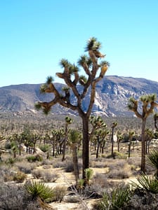 Gros plan sur un Josua tree au Parc national de Josua Tree Californie Etats-Unis